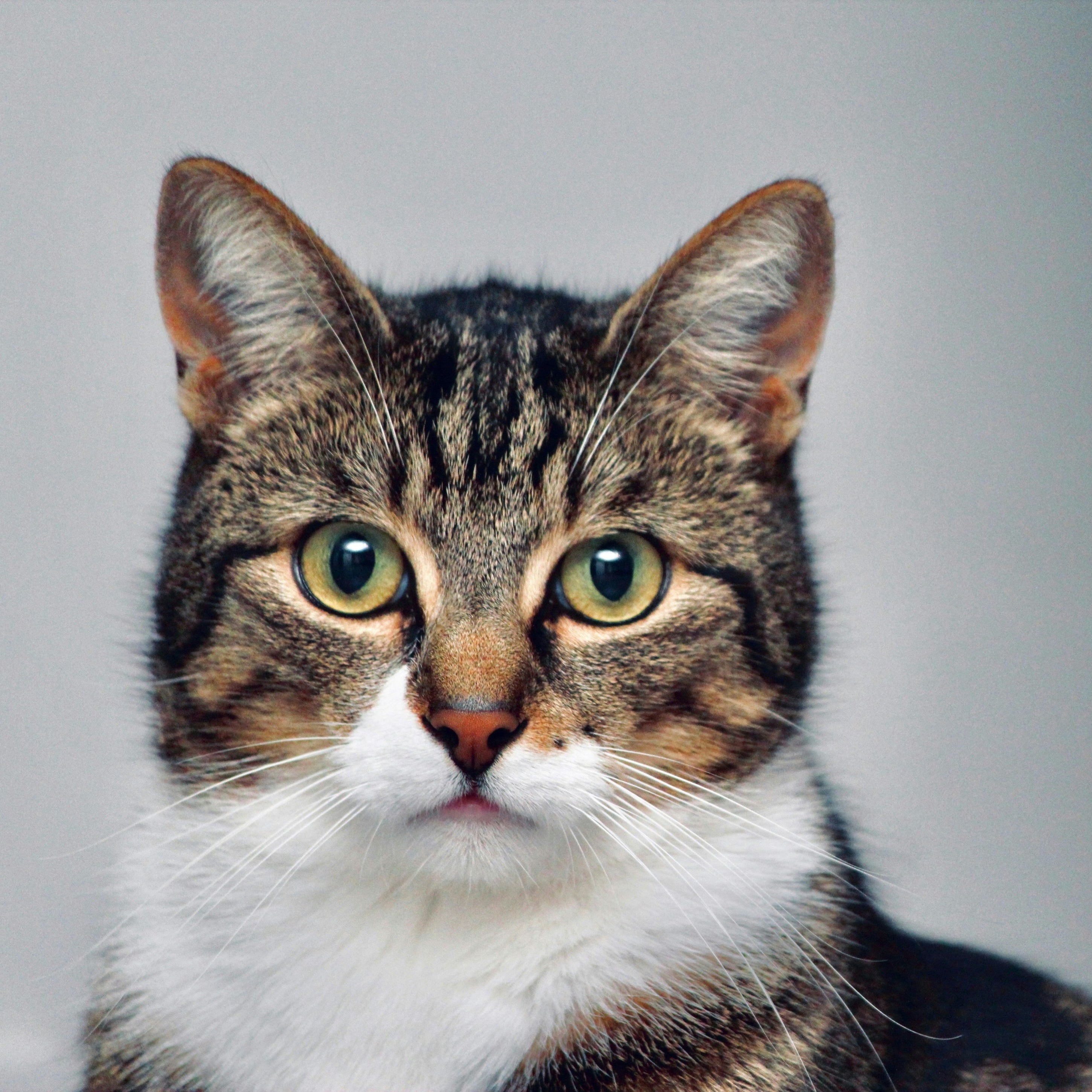 Cat with a gray background